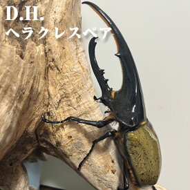 【ふるさと納税】 D.H. ヘラクレス ペア【♂：130mm台/♀：フリーサイズ】 ／ ヘラクレスオオカブト 成虫 ペア 昆虫 大型カブトムシ 飼育 観察 昆虫好き 飼育セット 生体 標本 夏休み 自由研究 子ども 休日 グッズ 昆虫採集 ブリード インセクト No.229