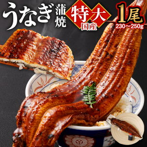 yӂ邳Ɣ[ŁzY  Ȃ  1 230`250g ^1Zbg Ȃ V EiM lC Y  Ă unagi yp̉N̓ O ^t Ђ܂Ԃ  Ⓚ Mtg 蕨 