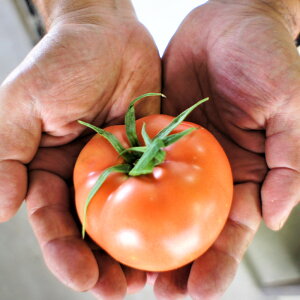 �y�ӂ邳�Ɣ[�Łz�t���[�c�g�}�g 1.5kg�`2kg �i10�`20�j�y2026�N1����{����4�����{�����\��z�b ���x7�x�ȏ� �_��s�g�p �i�͔|���Ԓ��j ���k�͔| �Y�n���� �����R�s�� �k�_�� �Â� ���x �g