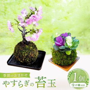 yӂ邳Ɣ[Łz₷炬̑ۋ 1 G߂̂Cۋ 󂯎Mti a12cm j  RP ۋ R A rO  ItBX fXN a CeA u { { s 
