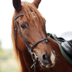 【ふるさと納税】乗馬クラブFRTの体験乗馬チケット（022_5001）