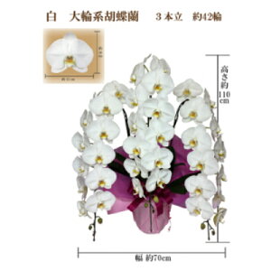 yӂ邳Ɣ[Łzj@Ӓ@3{@42ց@bsOJ[sNy1258079z
