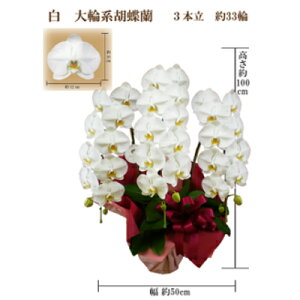 yӂ邳Ɣ[Łz䋟@Ӓ@3{@33ց@bsOJ[y1258099z