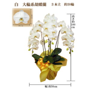yӂ邳Ɣ[Łzj@Ӓ@3{@30ց@bsOJ[sNy1258104z