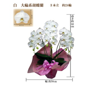 yӂ邳Ɣ[Łzj@Ӓ@3{@24ց@bsOJ[sNy1258112z