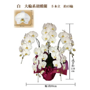 yӂ邳Ɣ[Łz䋟@Ӓ@5{@45ց@bsOJ[y1258125z