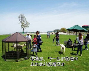 yӂ邳Ɣ[ŁzNo.177 [hqꖳyA1g ^ ꌔ e[}p[N   {