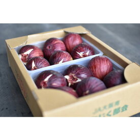 【ふるさと納税】いちじく 朝採り【2026年配送】約1kg ／ 無花果 イチジク フルーツ くだもの 果物 果実 朝採れ 新鮮 甘み 旬 みずみずしい 大容量 お取り寄せ スイーツ 朝摘み 甘さしっかり 家族で楽しむ 冷蔵配送 食感果実 農家直送 河南町産 送料無料 大阪府 No.330