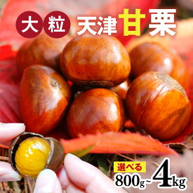 【ふるさと納税】【レビューキャンペーン】【先行予約】 天津甘栗 選べる容量 800g/1.1kg/2kg/2.5kg/4kg 【 2025年10月下旬より順次発送予定 】 栗 兵庫 兵庫県 おやつ 特選大粒栗 大粒 おやつ お菓子 スイーツ 栗好き 焼き栗 焼き 栗 マロン 国産 こだわり製法