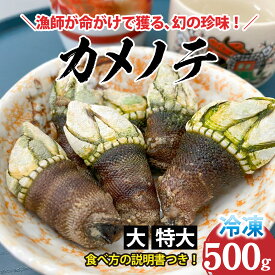 【ふるさと納税】希少な大・特大サイズ 亀の手 冷凍 約500g / 珍味 かめのて ペルセベス 珍味 希少 出汁 味噌汁 みそ汁 吸い物 お吸い物 酒蒸し 塩茹で 説明書き付き レシピ 海鮮 冷凍 お取り寄せ 500g 大サイズ 新温泉町 兵庫県