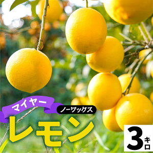 yӂ邳Ɣ[Łzys\zWHY }C[ 2kg / 3kg Y WH ˓ EG lemon k l[h T[y 2025N10{菇 z