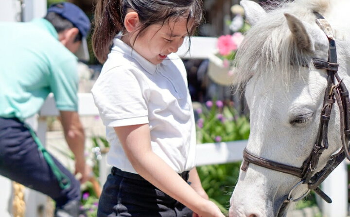 楽天市場】【ふるさと納税】明石乗馬協会 ポニー 乗馬 ごほうびセット 