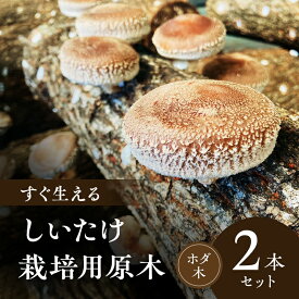 【ふるさと納税】すぐ生える しいたけ 栽培用 原木 ホダ木 2本 セット 椎茸栽培 しいたけ栽培キット しいたけ栽培セット 栽培 栽培キット 栽培セット 淡路島 洲本市　お届け：11月上旬～2月末まで