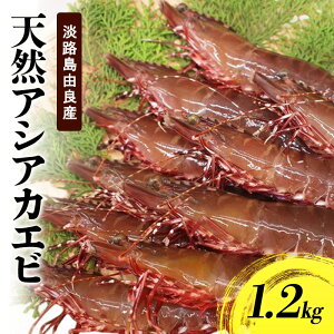 【ふるさと納税】天然 アシアカエビ 淡路島 由良産 氷〆 1.2kg 10月〜5月配送 えび 足赤エビ 天然えび 魚介 冷蔵配送 兵庫県 洲本市 お届け:10月〜5月