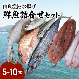 【ふるさと納税】由良漁港 水揚げ 鮮魚 詰め合わせ セット 5～10匹 魚 魚介類 海鮮セット 海鮮 兵庫県 洲本市 淡路島