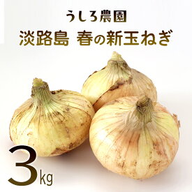 【ふるさと納税】淡路島 新玉ねぎ 3kg 肉厚 早生 玉ねぎ 新玉 タマネギ 淡路島産 3キロ スープ ハンバーグ 肉じゃが ホイル焼き 野菜 サラダ うしろ農園 淡路 洲本市　お届け：2027年4月中旬～5月下旬