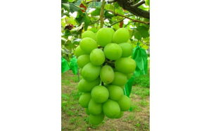 yӂ邳Ɣ[ŁzʁEԌ LԂǂ VC}XJbg 2kg / 嗱 _Ȃ LuhE Ԃǂ uhE  ʕ t[c Yn  i SS lƊɗD 