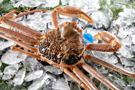 【ふるさと納税】期間・数量限定 タグ付き 津居山産 松葉ガニ 1杯 / 活・茹で 700g〜800g・900g〜1kg / 新鮮 松葉がに 松葉蟹 ズワイガニ ずわいがに かに カニ 蟹 ボイル 冷蔵 海鮮 お取り寄せ グルメ 兵庫県 豊岡市 津居山漁港 但馬漁業協同組合