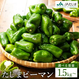 【ふるさと納税】数量限定 たじまピーマン 【選べる内容量 約1.5kg・約4.5kg】/ 肉厚 ピーマン 肉詰め 新鮮 野菜 産地直送 やさい 苦みが少ない 甘みが強い 歯ごたえが良い 濃い緑 夏秋ピーマン