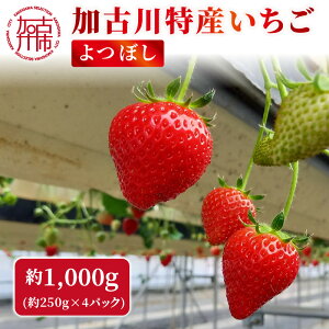 �y�ӂ邳�Ɣ[�Łz���ɉ��Ð�(���є_��)���Y������ 4�p�b�N[1�����{��菇������]�s � ������ ���Ԍ��� ��ڂ� �t���[�c �ʕ� ���Y �������� �t