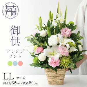 yӂ邳Ɣ[Łzyr[Ly[z䋟AWg(LLTCY)s   AWg m 䋟  t