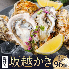 【ふるさと納税】＜選べる個数＞ 牡蠣 坂越かき 殻付き牡蠣 12個・24個・36個・48個・60個・72個・84個・96個 ／ かき カキ オイスター 生牡蠣 生カキ 生ガキ 生がき 魚介 貝 海産物 ギフト 兵庫県 赤穂市 冷蔵 送料無料 【2025年12月上旬-2026年5月下旬まで発送予定】