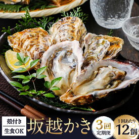 【ふるさと納税】【3回定期便】生食OK 坂越かき 殻付き 牡蠣 12個 ／ かき カキ オイスター 生牡蠣 生カキ 生ガキ 生がき 殻付 魚介 貝 生食 瀬戸内海 兵庫県 赤穂市 冷蔵 送料無料 【2026年2月上旬～4月下旬発送予定】