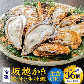 【ふるさと納税】生食OK 坂越かき 殻付き 生牡蠣 【選べる容量】12個・36個（12個×3パック） 冷凍 ／ 牡蠣 かき カキ オイスター 生カキ 生ガキ 生がき 剥き身 貝 生食 瀬戸内海 兵庫県 赤穂市 送料無料
