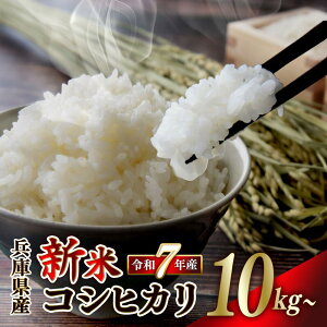 yӂ邳Ɣ[ŁzyVĐs\zyߘa7NY RVqJz10kg / 20kg / 30kg     Y ɌY Yn Y Iׂ  Ђ