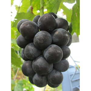 yӂ邳Ɣ[ŁzykCEE@zszy2026NstzRόԂǂYubNr[g2kg