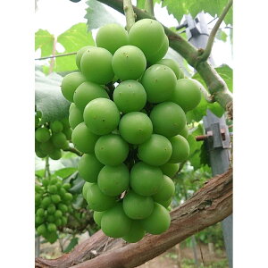 yӂ邳Ɣ[Łzy2025NstzykCEE zszOؕRY VC}XJbg2kg