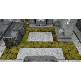 【ふるさと納税】スナゴケで墓地緑化1平方メートル