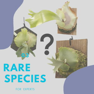 yӂ邳Ɣ[ŁzAi rJNV_ti_ZNgj