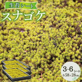 【ふるさと納税】スナゴケ生苔シートセット【北海道・沖縄・離島　配送不可】