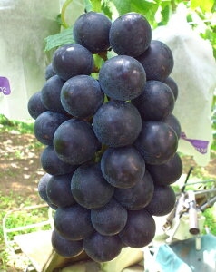 yӂ邳Ɣ[ŁzykCEE@zszy2026NstzGRt@[}[YIԂǂ̉luv3kg Y Ԃǂ  t[c ʕ ʌ