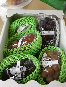 yӂ邳Ɣ[ŁzykCEE@zszy2026NYzɌFؐHiI{̂Ԃǂ̋l3kg