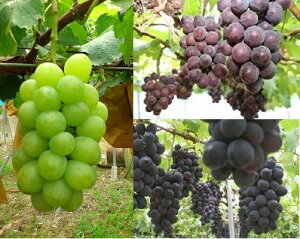 �y�ӂ邳�Ɣ[�Łz�y�k�C���E����E�����@�z���s�z�y2026�N�z�y��s��t�z�V���C���}�X�J�b�g�Ə{�̂Ԃǂ��̋l����3kg ���Y �Ԃǂ� ���� �t���[�c �ʕ� ���ʌ���