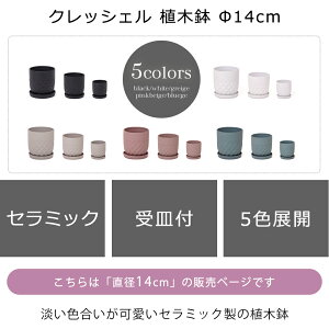 yӂ邳Ɣ[ŁzAؔ14 crescere NbVF