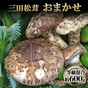 yӂ邳Ɣ[Łz Oc  ܂ (600g) ܂ H̖o ̂ LmR {̖ i Ε VN N 蕨 Mtg Hi Mtg ӂ邳Ɣ[ ӂ邳 lC  