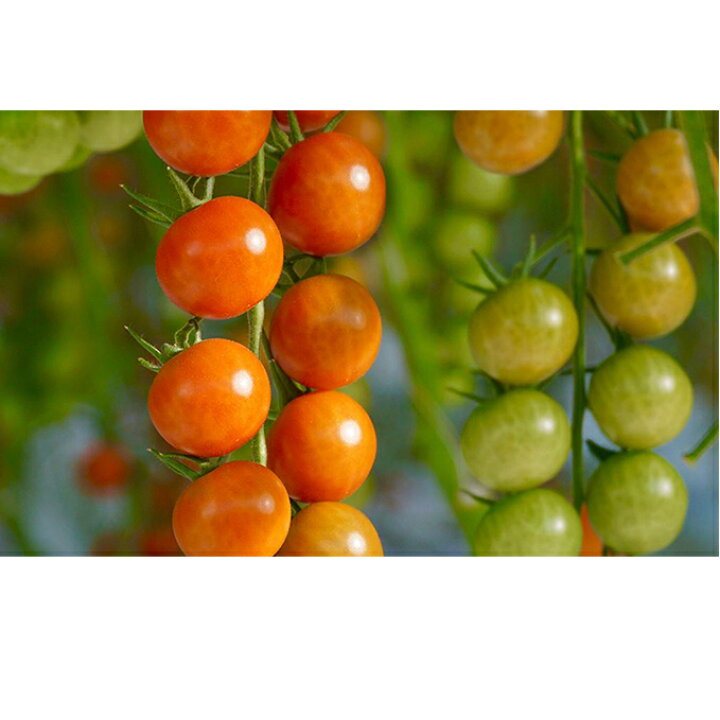 楽天市場 ふるさと納税 トマト3種食べ比べ カリーナ 天然水トマト ごちそうトマト 計18パック 野菜 トマト 野菜 ミニトマト お届け 21年12月上旬 22年5月末 兵庫県加西市