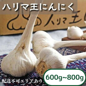 【ふるさと納税】にんにく ハリマ王 600～800g 2025年度産 兵庫県産 野菜 ニンニク 個性派 独自栽培 国産 スタミナ おつまみ 　お届け：2025年6月初旬～10月末
