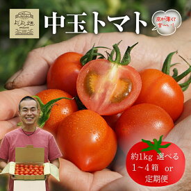 【ふるさと納税】トマト 中玉 選べる内容量 お届け時期 よしよし畑のあま～いトマト とまと 季節の野菜 旬の野菜 最旬お届け 新鮮 農家直送 夏野菜 野菜　お届け：2025年11月中旬～2026年5月下旬