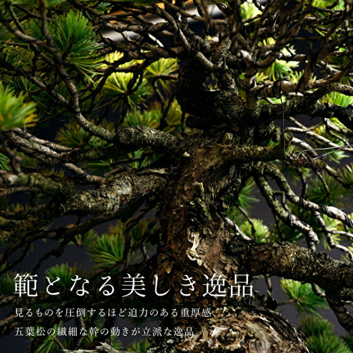 楽天市場】【ふるさと納税】盆栽 五葉松 模様木 樹齢80年 盆栽翠松園 