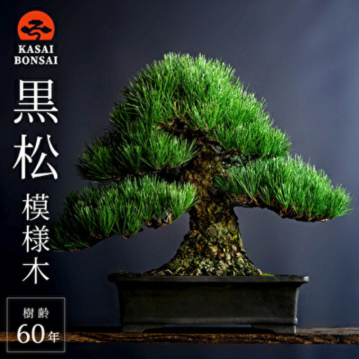 楽天市場】【ふるさと納税】盆栽 黒松 模様木 樹齢60年 盆栽翠松園 