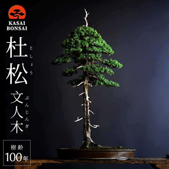 楽天市場】【ふるさと納税】盆栽 杜松 文人木 樹齢100年 盆栽翠松園 
