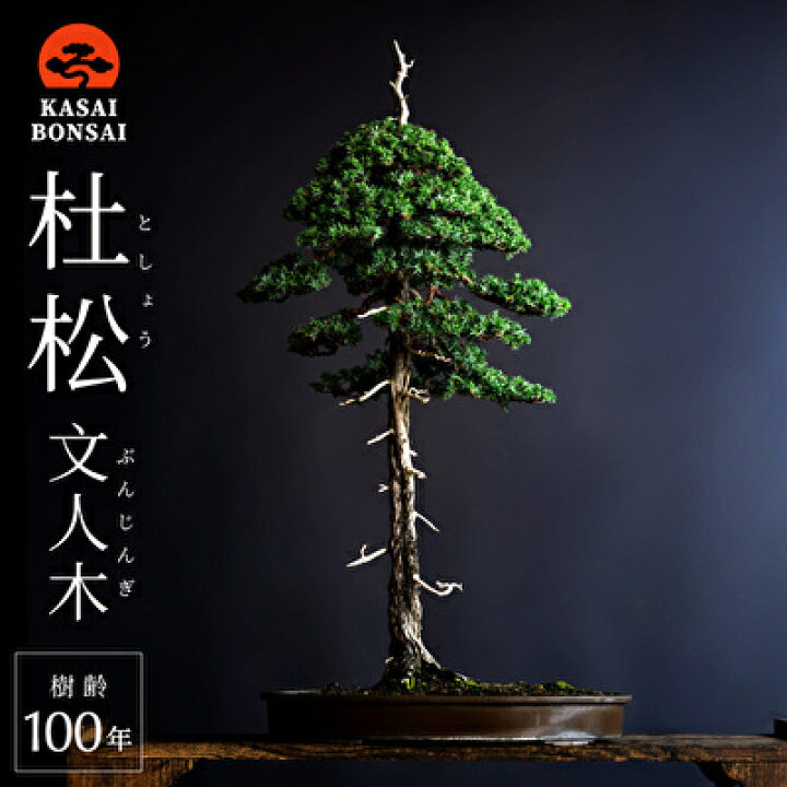 楽天市場】【ふるさと納税】盆栽 杜松 文人木 樹齢100年 盆栽翠松園 