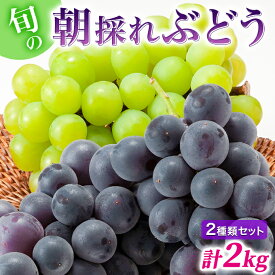 【ふるさと納税】兵庫県産 旬の朝採れ ぶどう 2種類セット 品種おまかせ（2kg、3～4房入） 種無し 農家直送 数量限定　【 果物 フルーツ 食後 デザート 旬の果物 旬のフルーツ お楽しみ 国産 化粧箱入り 】　お届け：2024年8月下旬～2024年9月下旬まで