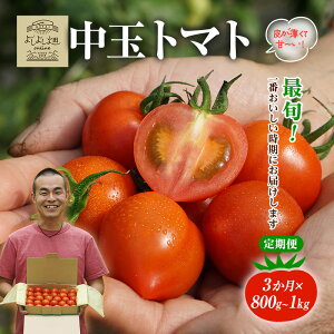 yӂ邳Ɣ[Łzyŏ{͂mz3A 悵悵̂܁` g}g ( ʃg}g ) 800g ` 1kg v3kg x VN Yn Ƃ܂ Еz    Mtg 