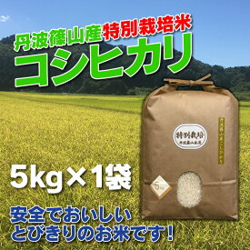 【ふるさと納税】お米のおいしさ伝えたい！特別栽培米コシヒカリ5kg×1