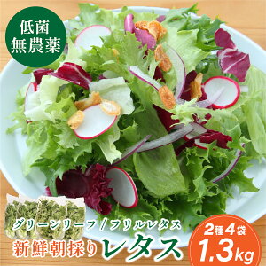 yӂ邳Ɣ[Łz_ ̂ t^X O[[t^X 2  4 1.3kg tw | Ɍ OgRs 킸ɐHׂ VN^X _ ؒ tbV T_